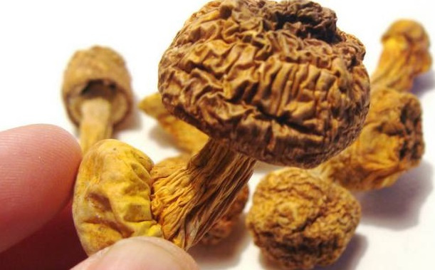 巴西菇、姬松茸烘干機-怎樣烘干色澤好且菇體褶片完整？