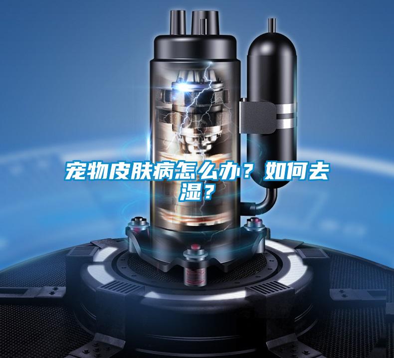 寵物皮膚病怎么辦？如何去濕？