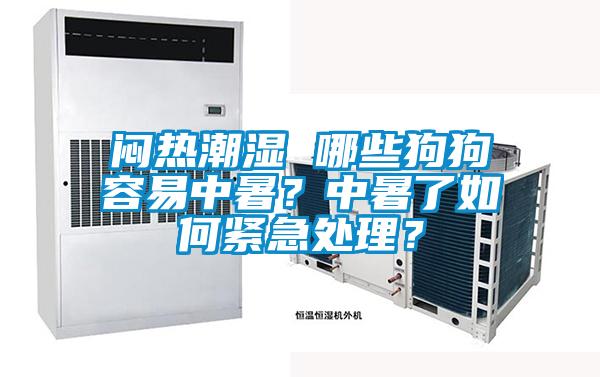 悶熱潮濕 哪些狗狗容易中暑？中暑了如何緊急處理？