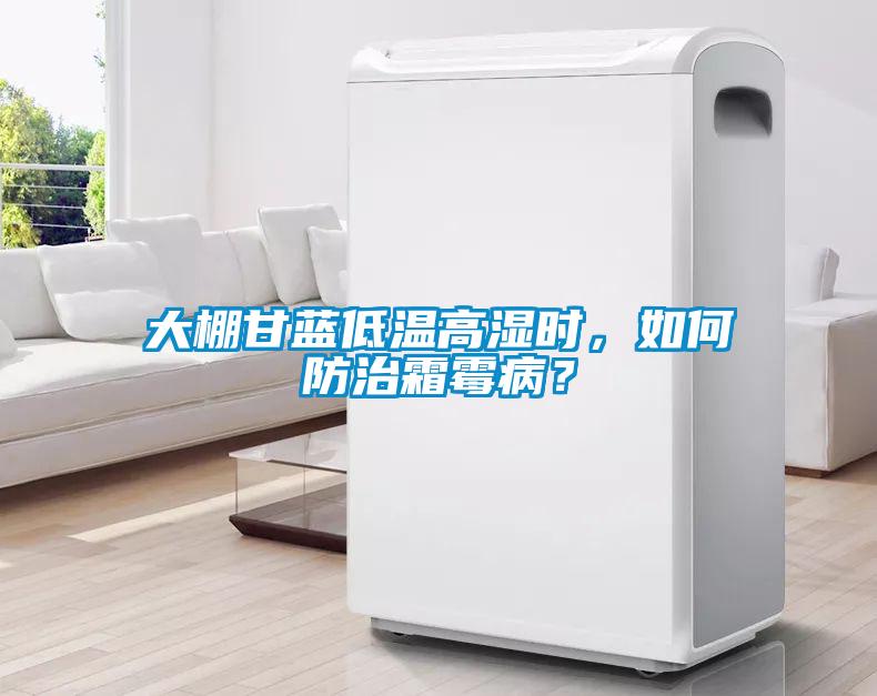 大棚甘藍低溫高濕時，如何防治霜霉病？