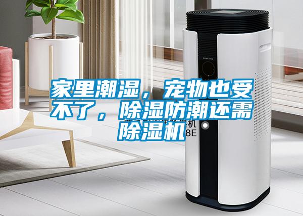 家里潮濕，寵物也受不了，除濕防潮還需除濕機